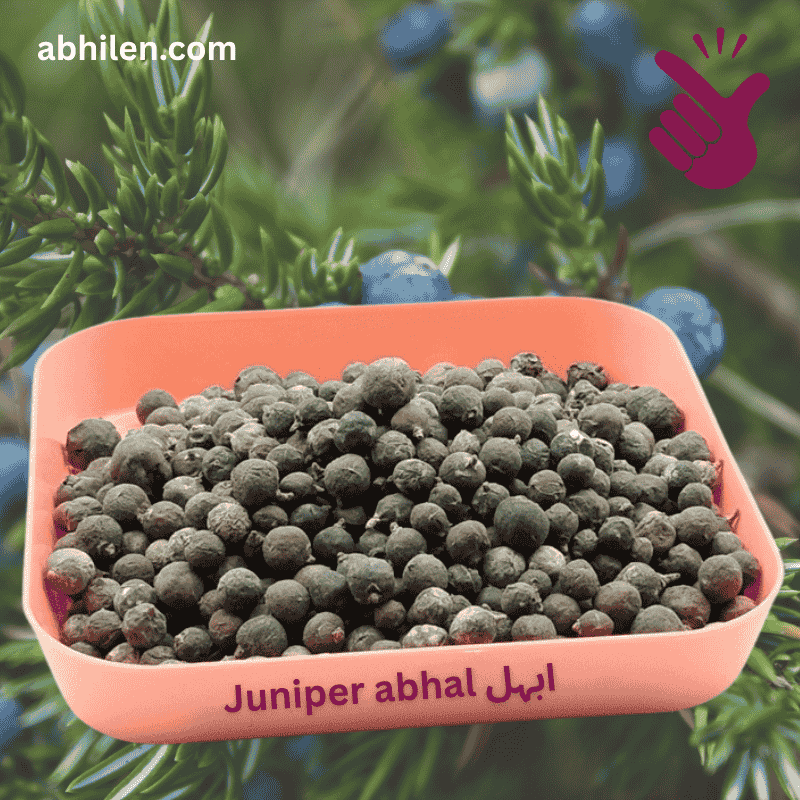 Abhal Juniperus communis whole berries for Unani remedies