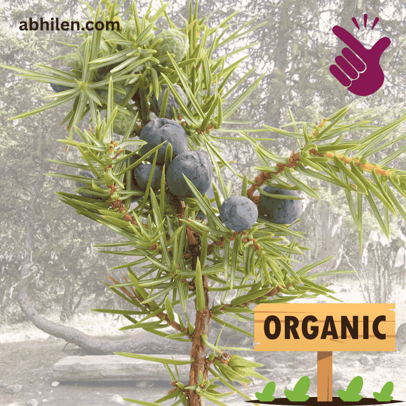 Ziarat Juniper forest source of Abhal Juniperus communis