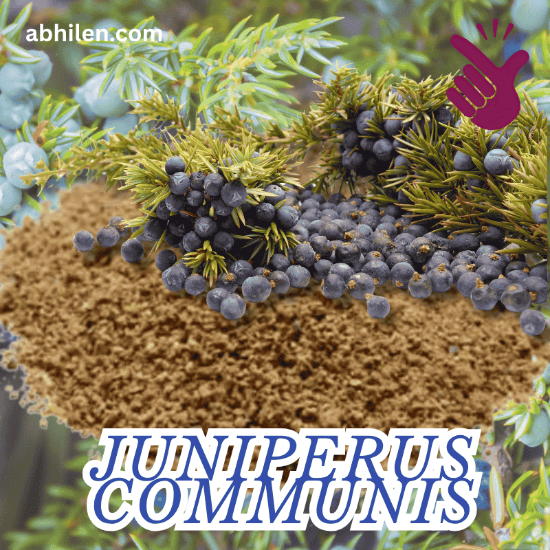 Abhal Juniperus communis berries in a Unani remedy