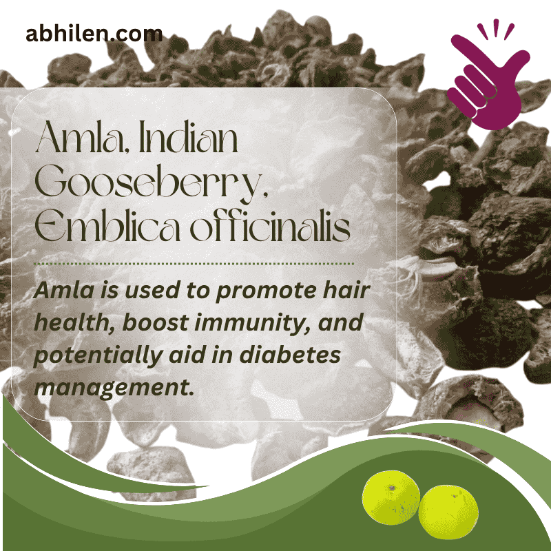 Amla Emblica officinalis tree in Pakistan