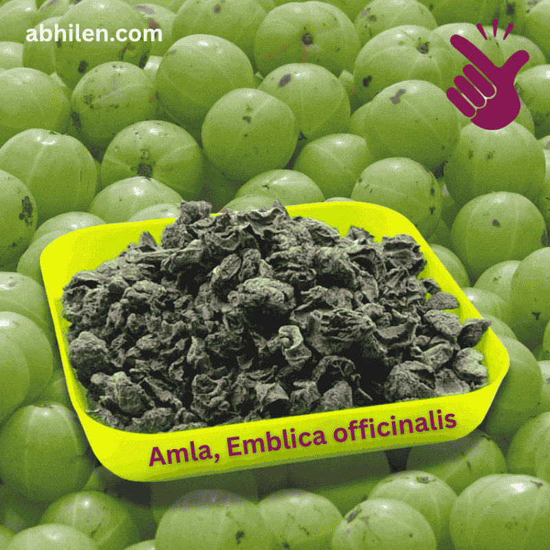 Amla Emblica officinalis dried berries for Unani and Ayurvedic remedies