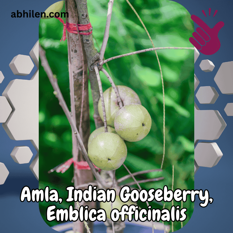 Close-up of Amla Emblica officinalis berries for wellness