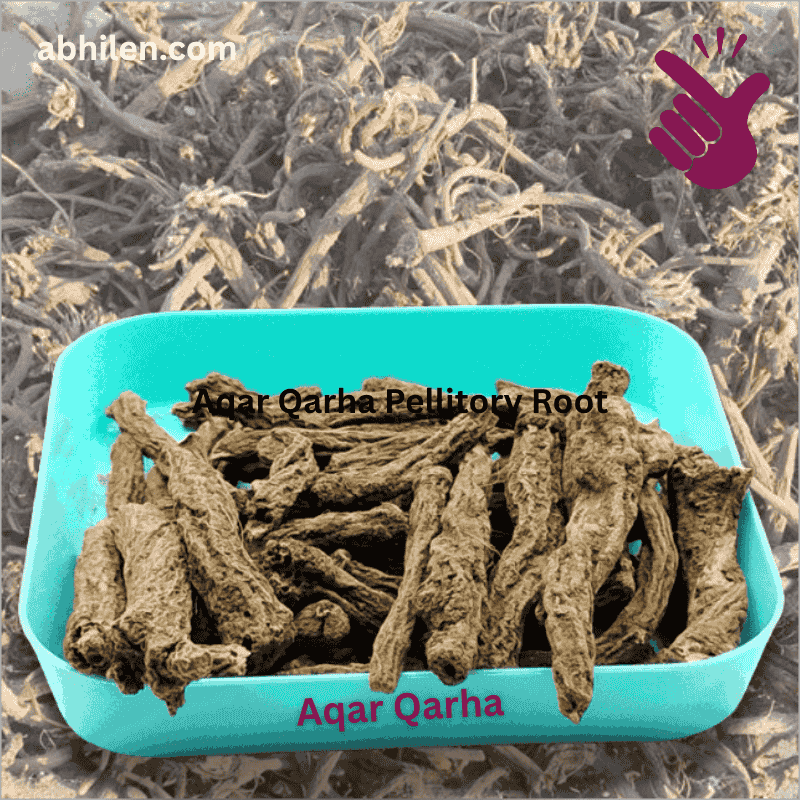 Aqar Qarha Anacyclus pyrethrum whole root for Unani remedies