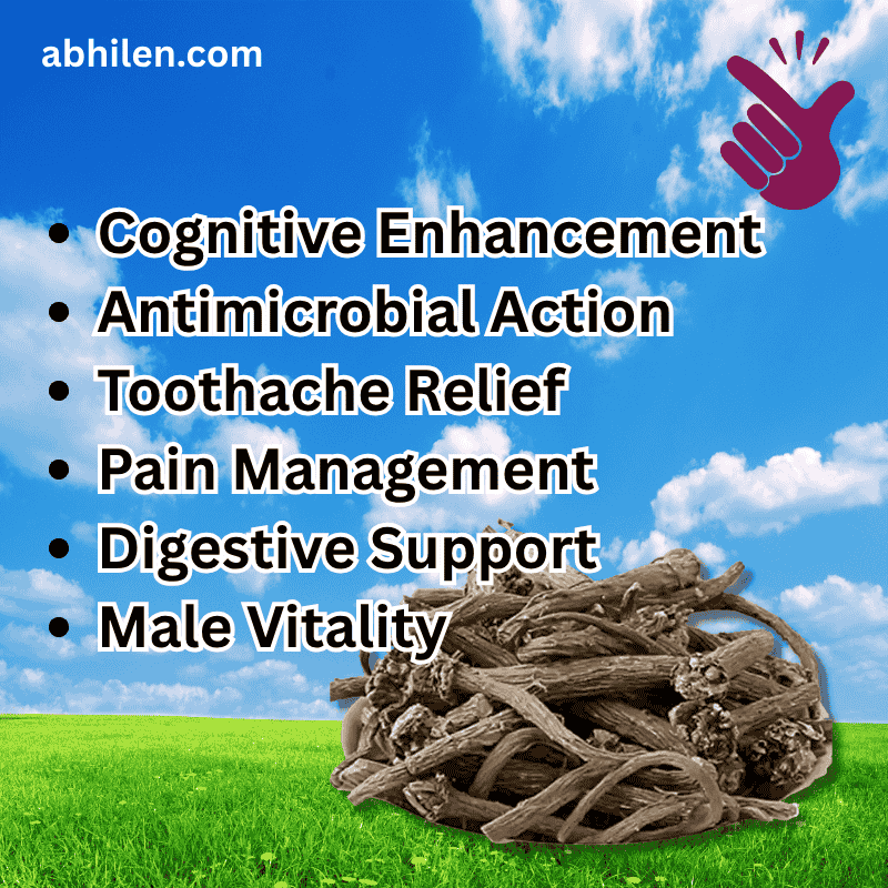 Aqar Qarha Anacyclus pyrethrum whole root use