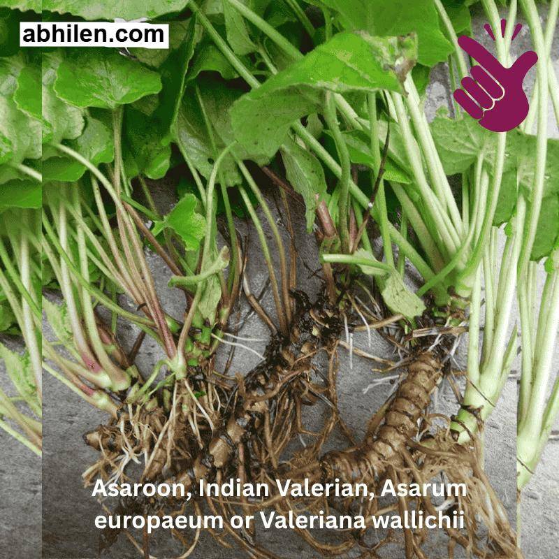 Asaroon Valeriana wallichii fresh roots on plant