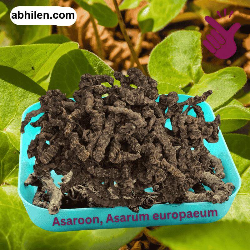 Asaroon Valeriana wallichii whole root for Unani remedies