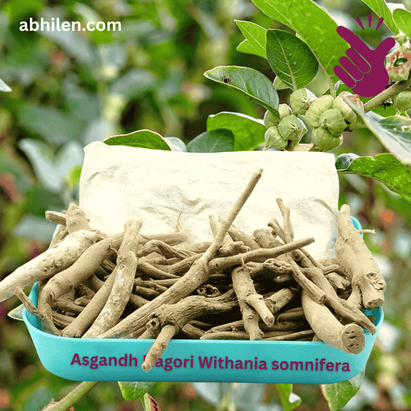 Asgandh Nagori Withania somnifera whole root for Unani remedies