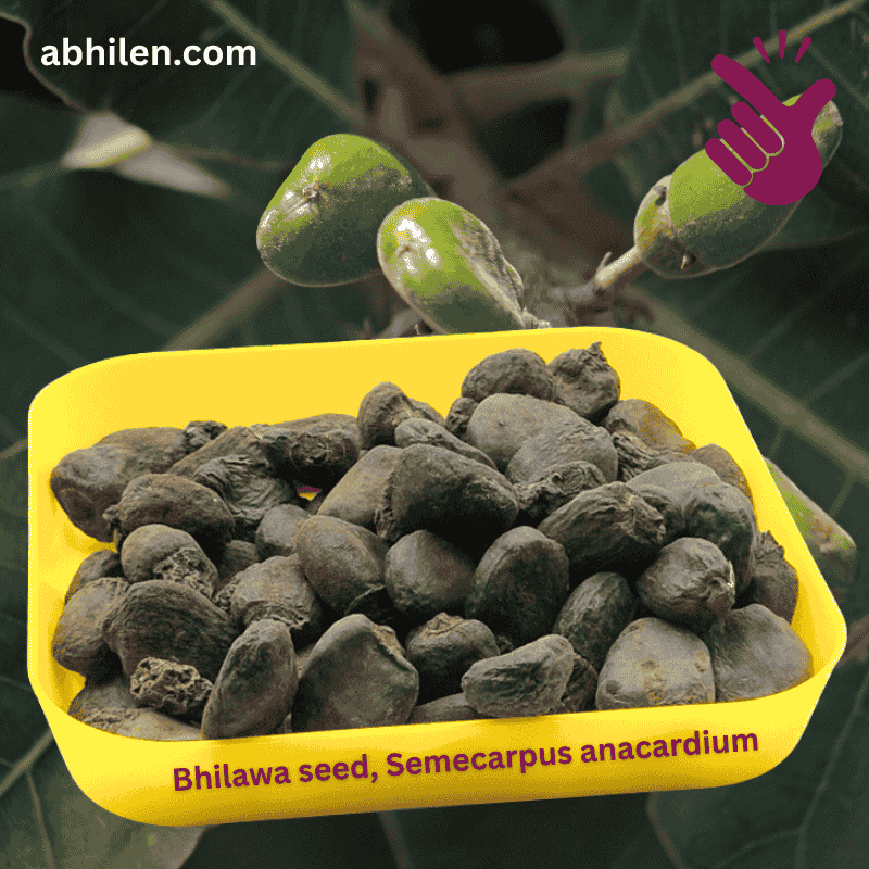 Bhilawa Seed Semecarpus anacardium whole seed for Ayurvedic remedies