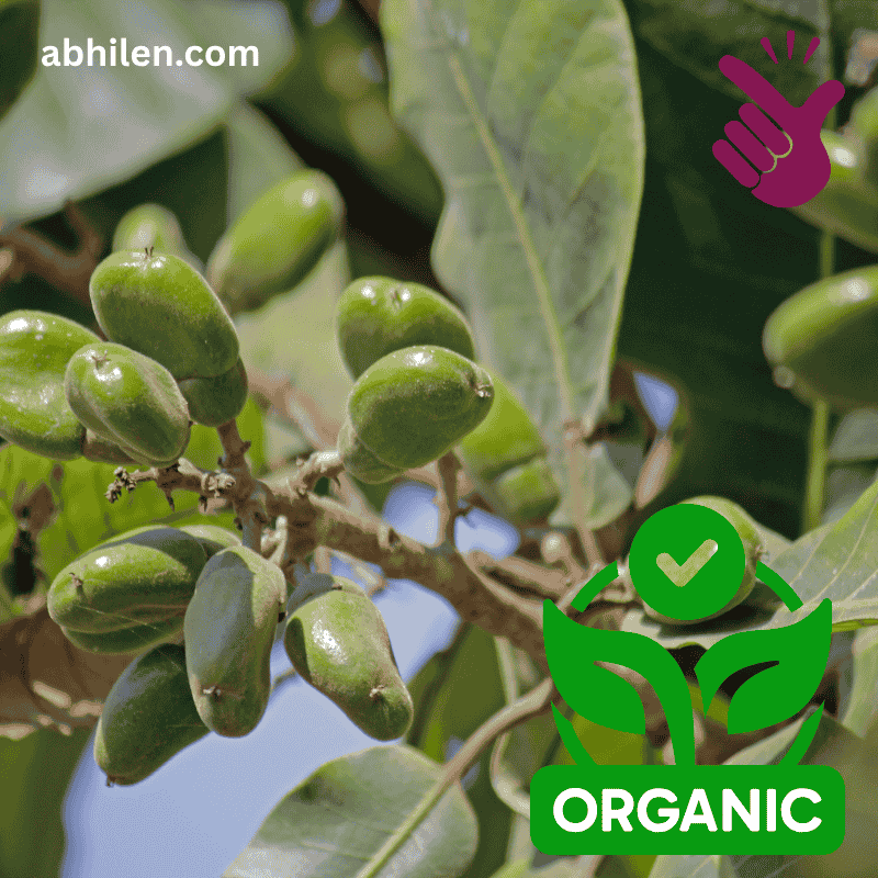 Bhilawa Seed Semecarpus anacardium fruit on tree branch