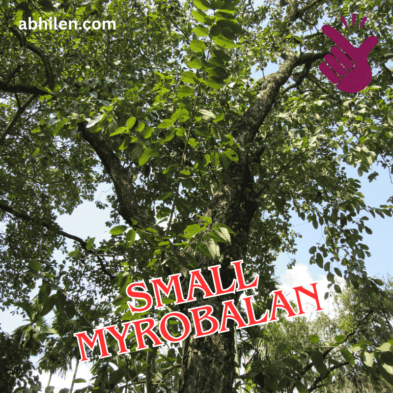 Small Harad Terminalia chebula full tree in Pakistan