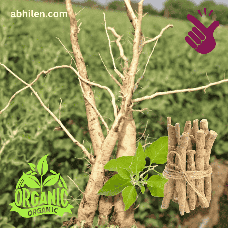 Asgandh Nagori Withania somnifera fresh roots in harvest