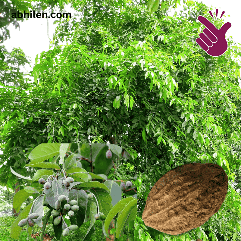 Bari Harad Terminalia chebula plant in Pakistan