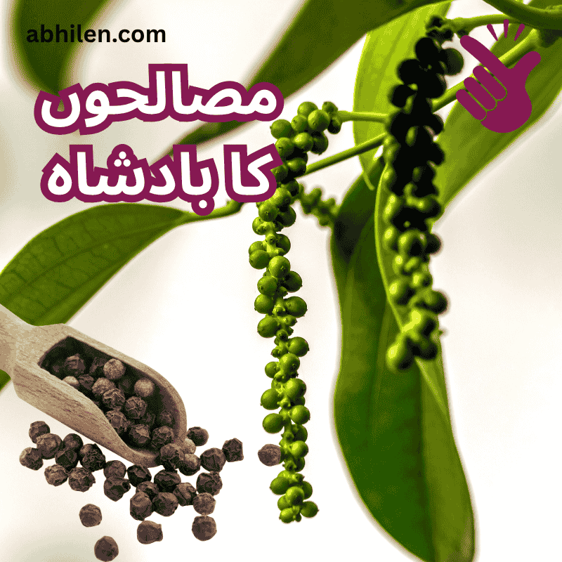 Filfil Siyah Piper nigrum plant