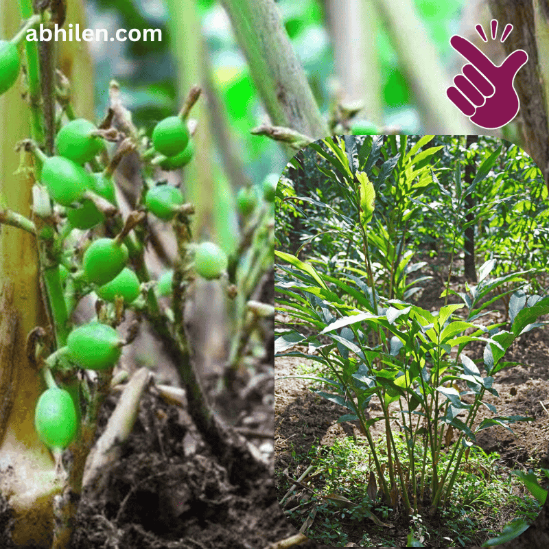 Elaichi Cardamom plant in Pakistan