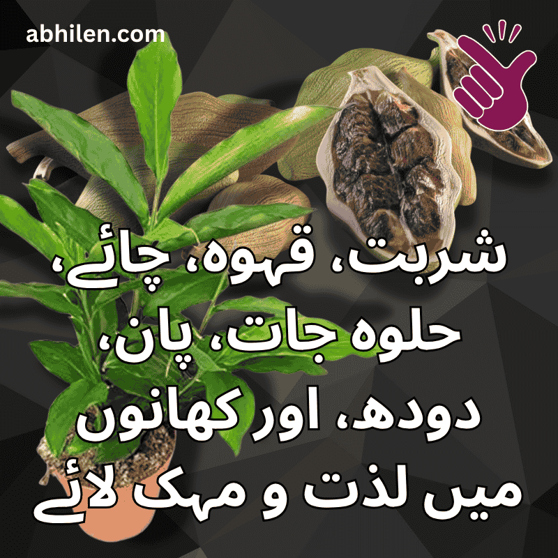 Elaichi Cardamom used in tea, food, and milk