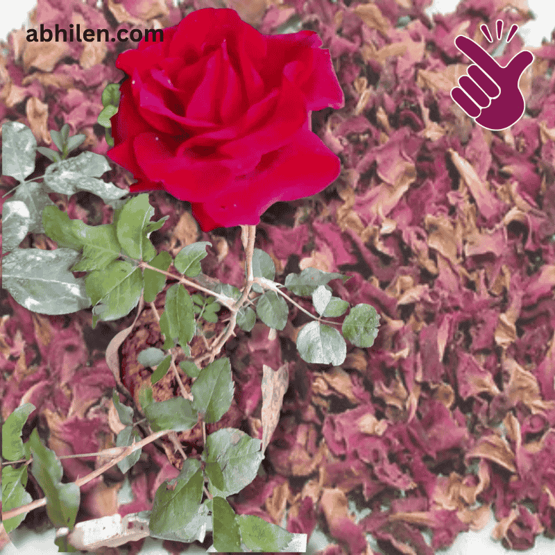 Gulaab Rose Petals plant in Pakistan