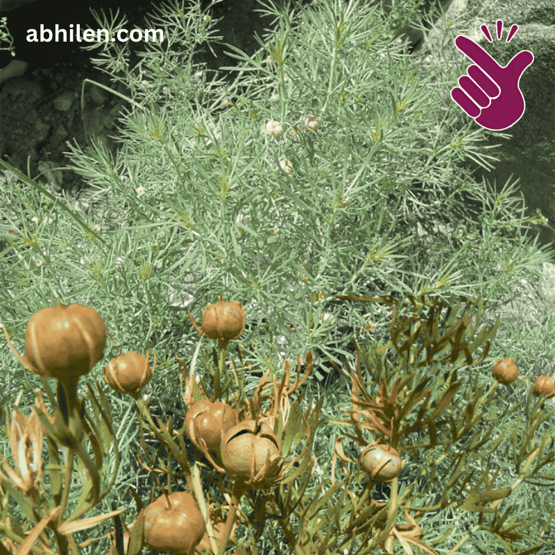 Harmal (Syrian Rue) Seeds Harmal Peganum harmala plant