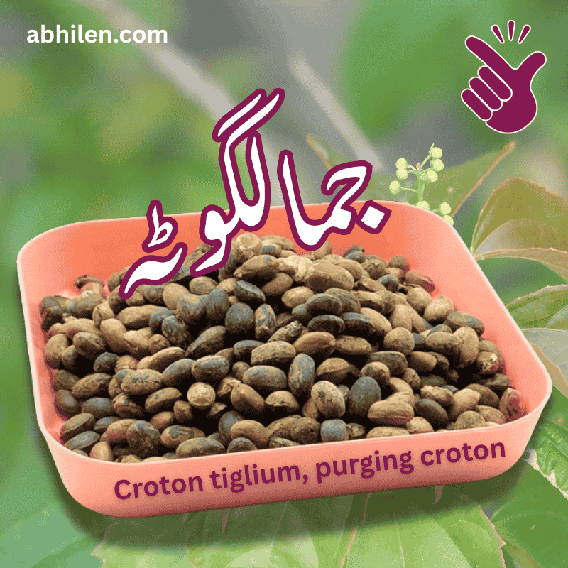 Jamalgota Croton tiglium purified whole seeds for Ayurvedic use