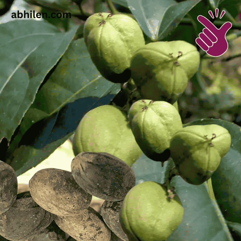 Jamalgota Croton tiglium plant in Pakistan