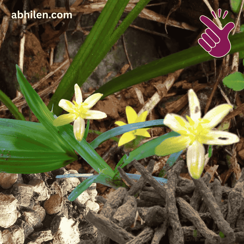 Kali Musli Curculigo orchioides plant in Pakistan