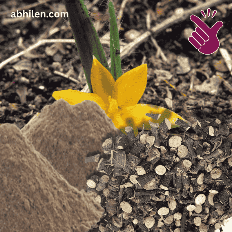 Kali Musli Curculigo orchioides powder for wellness