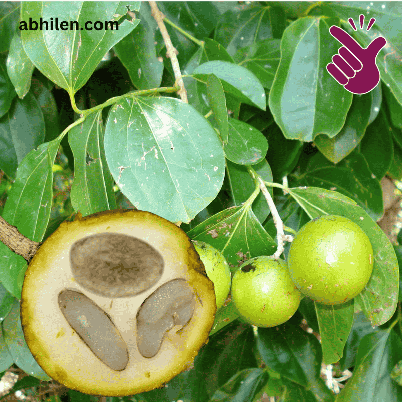 Kuchla Nux Vomica fruit and seeds on Strychnos tree