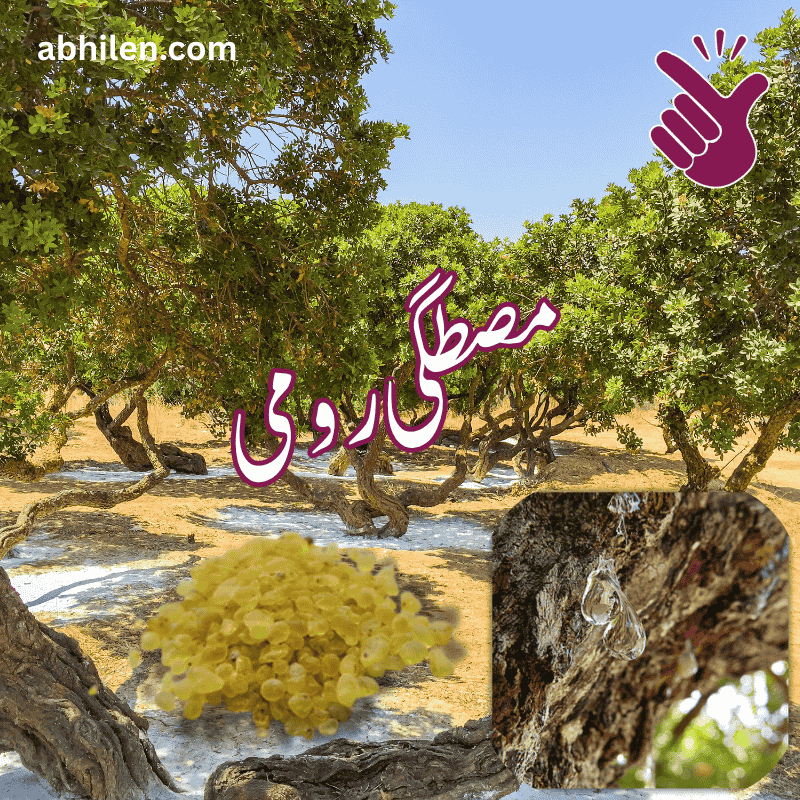 Mastagi Roomi Mastic Gum Pistacia lentiscus tree