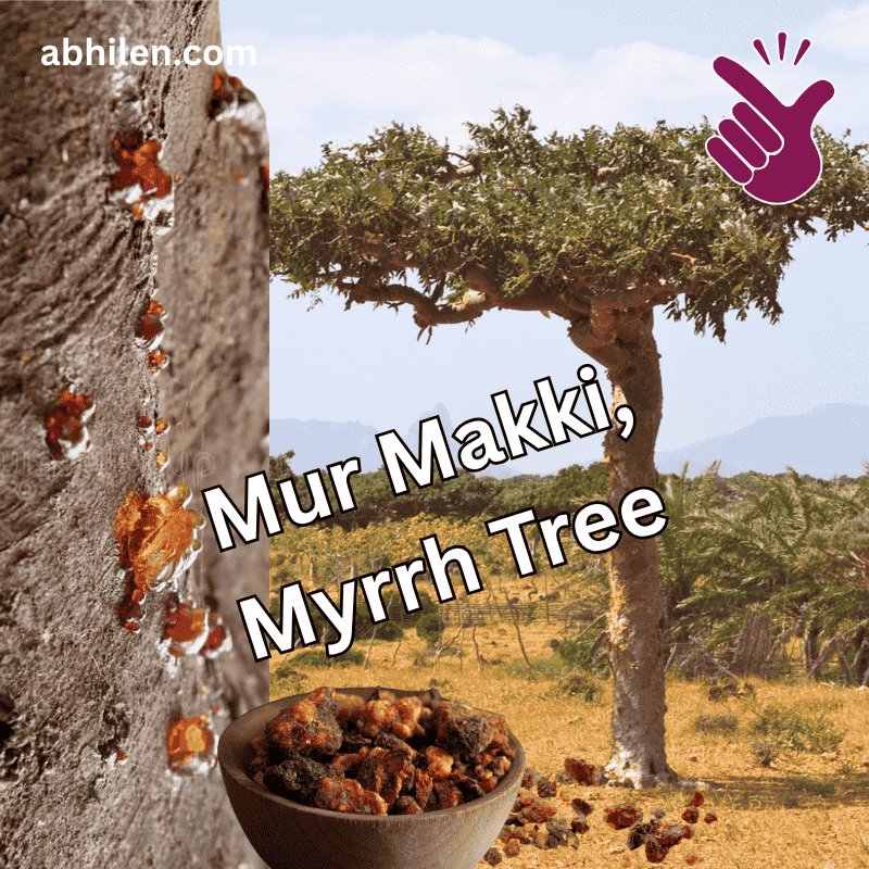 Mur Makki Myrrh Commiphora myrrha tree