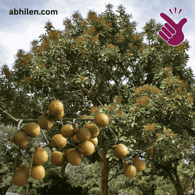 Reetha (Soapnut) Whole Fruit Reetha Soapnut Sapindus mukorossi tree