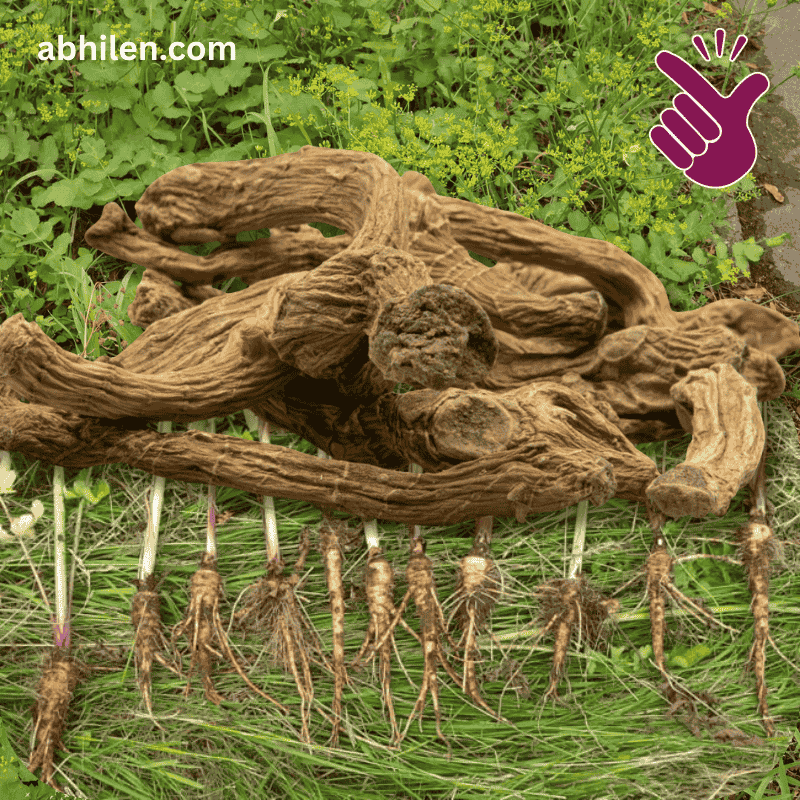 Shaqaqul Misri Pastinaca sativa plant with fresh roots