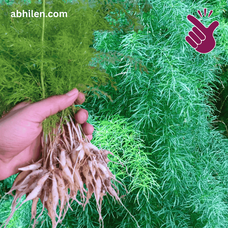 Shatavari Asparagus racemosus plant with fresh roots