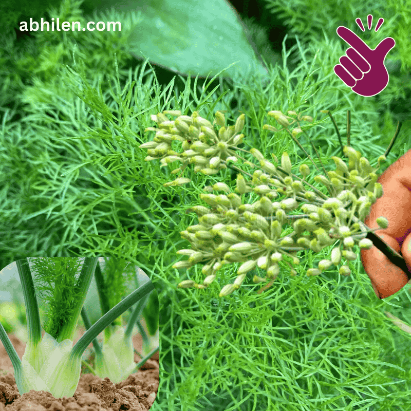Sonf Foeniculum vulgare plant with feathery leaves