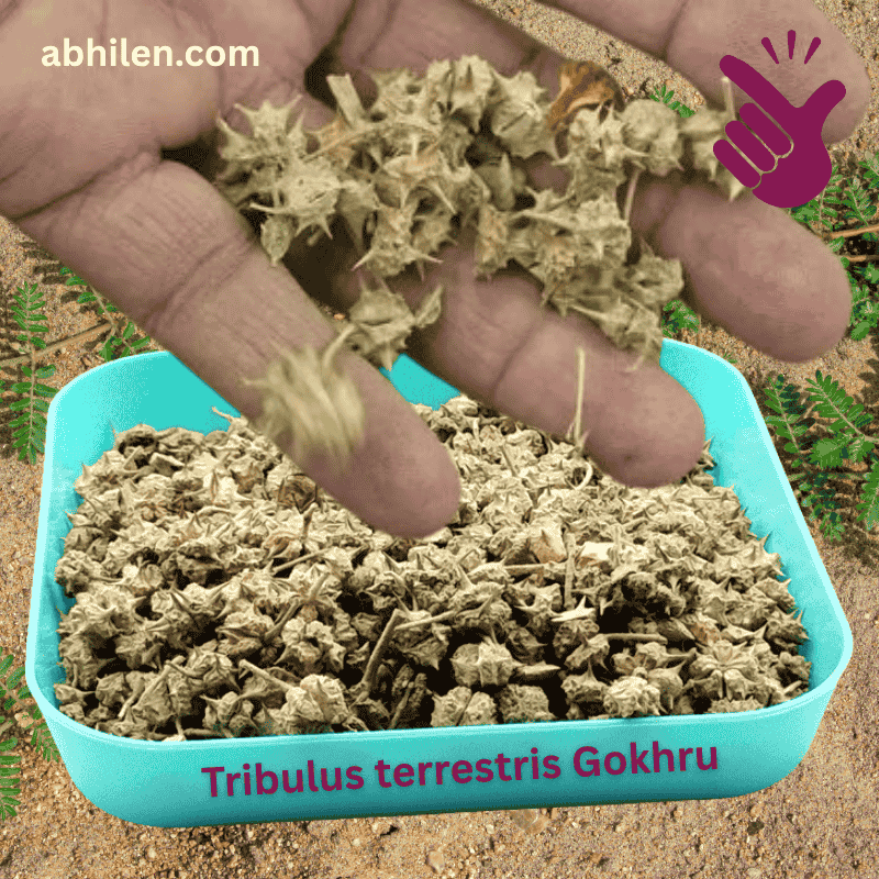 Gokhru Tribulus terrestris whole fruit for Ayurvedic remedies