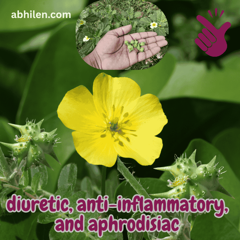 Gokhru Tribulus terrestris plant in Pakistan