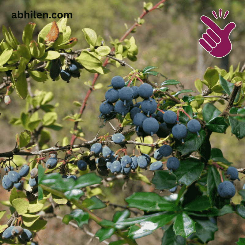 Zereshk Berberis vulgaris plant